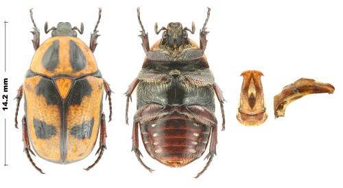 Heterotephraea marginata